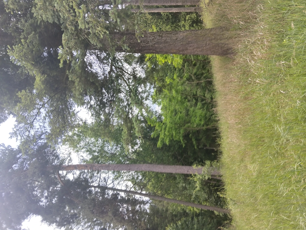 Vând teren intravilan in Toplita, judetul Harghita, 2185 mp