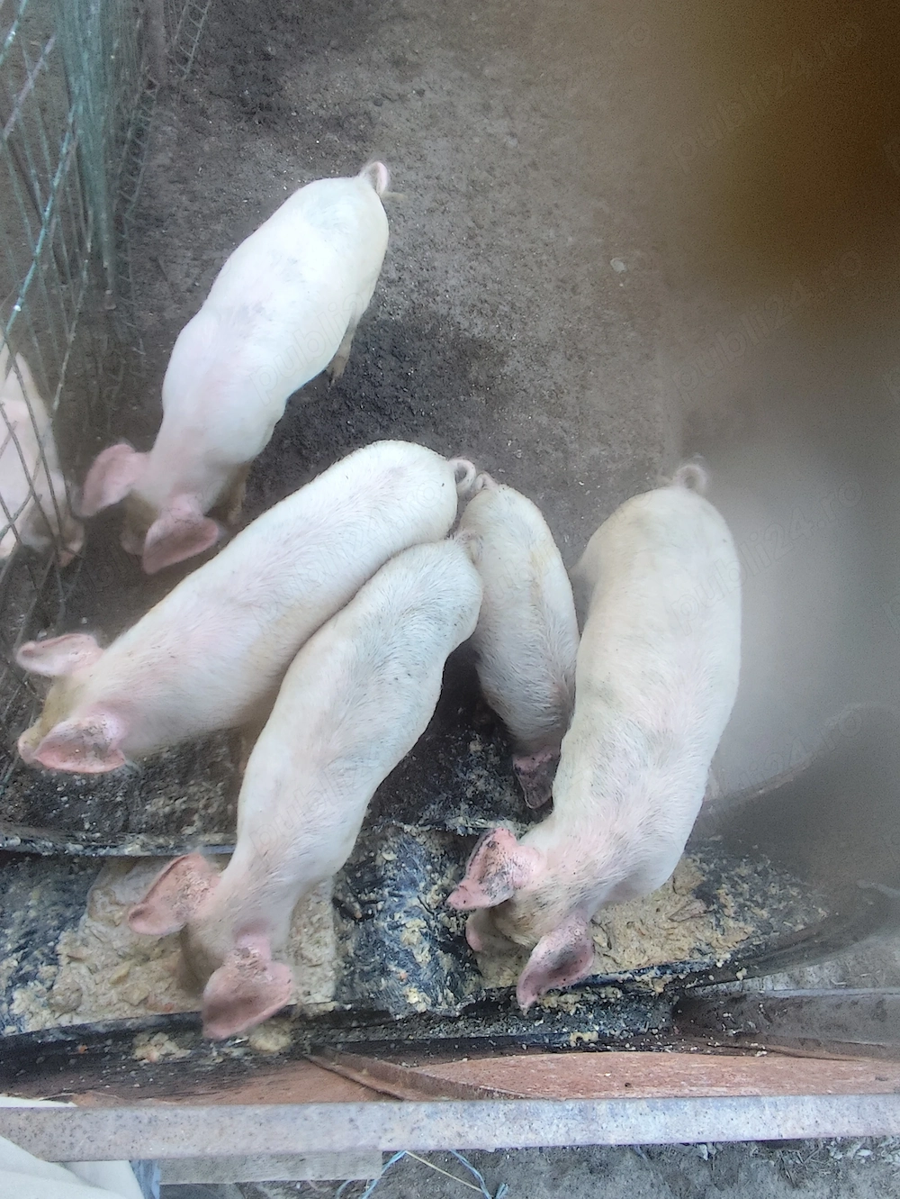 Vând purcei de 8 săptămâni 