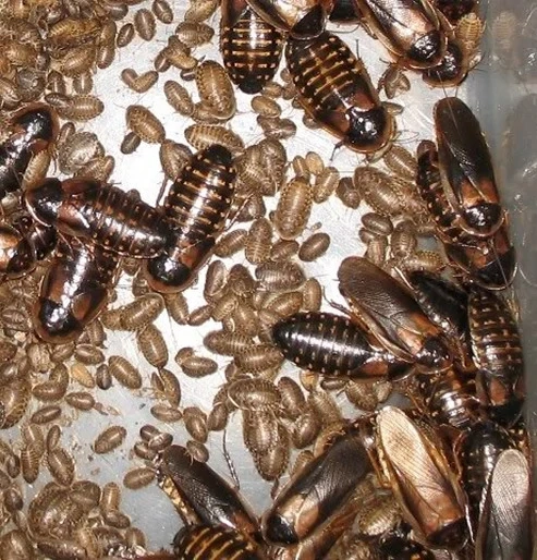 Hrana vie de inalta calitate pentru Gecko, Reptile, Pasari, Tarantule   Dubia Blaptica, SuperWorms