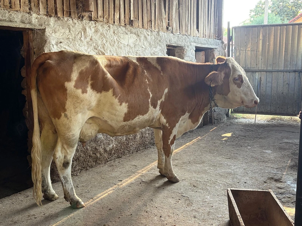 Vand vaca baltata romaneasca