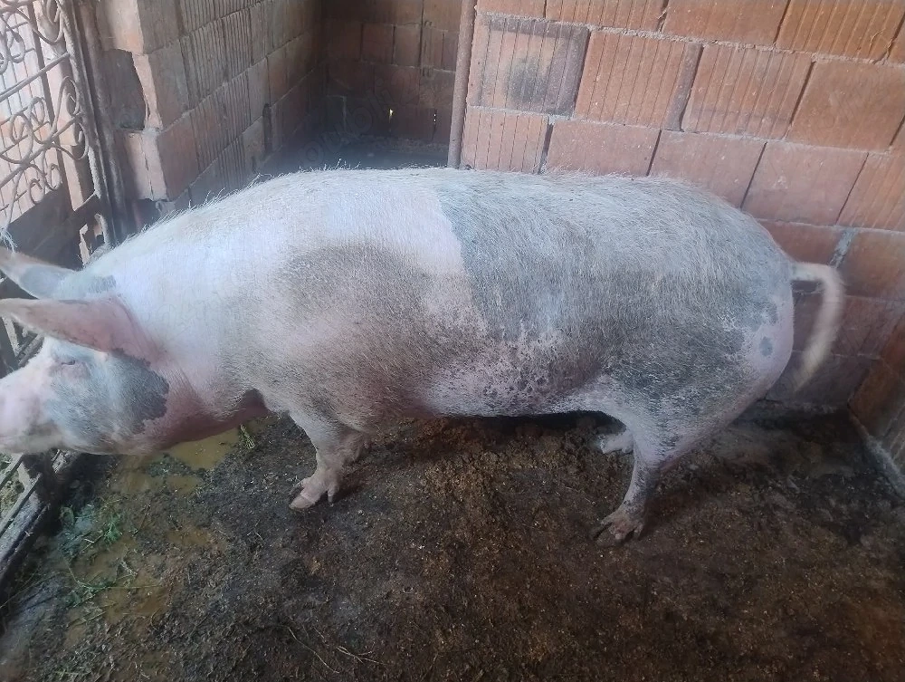 vând o scroafă fatata de două ori 