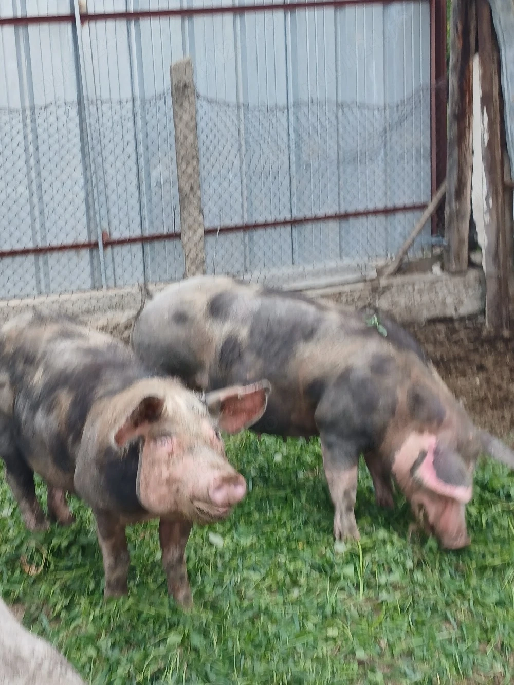 scroafe de vânzare