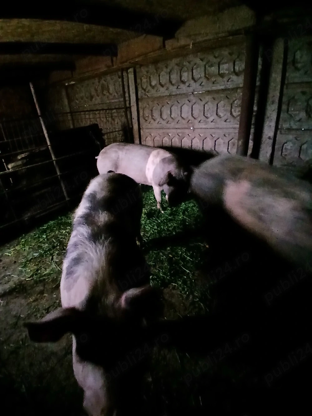 porci ve vanzare