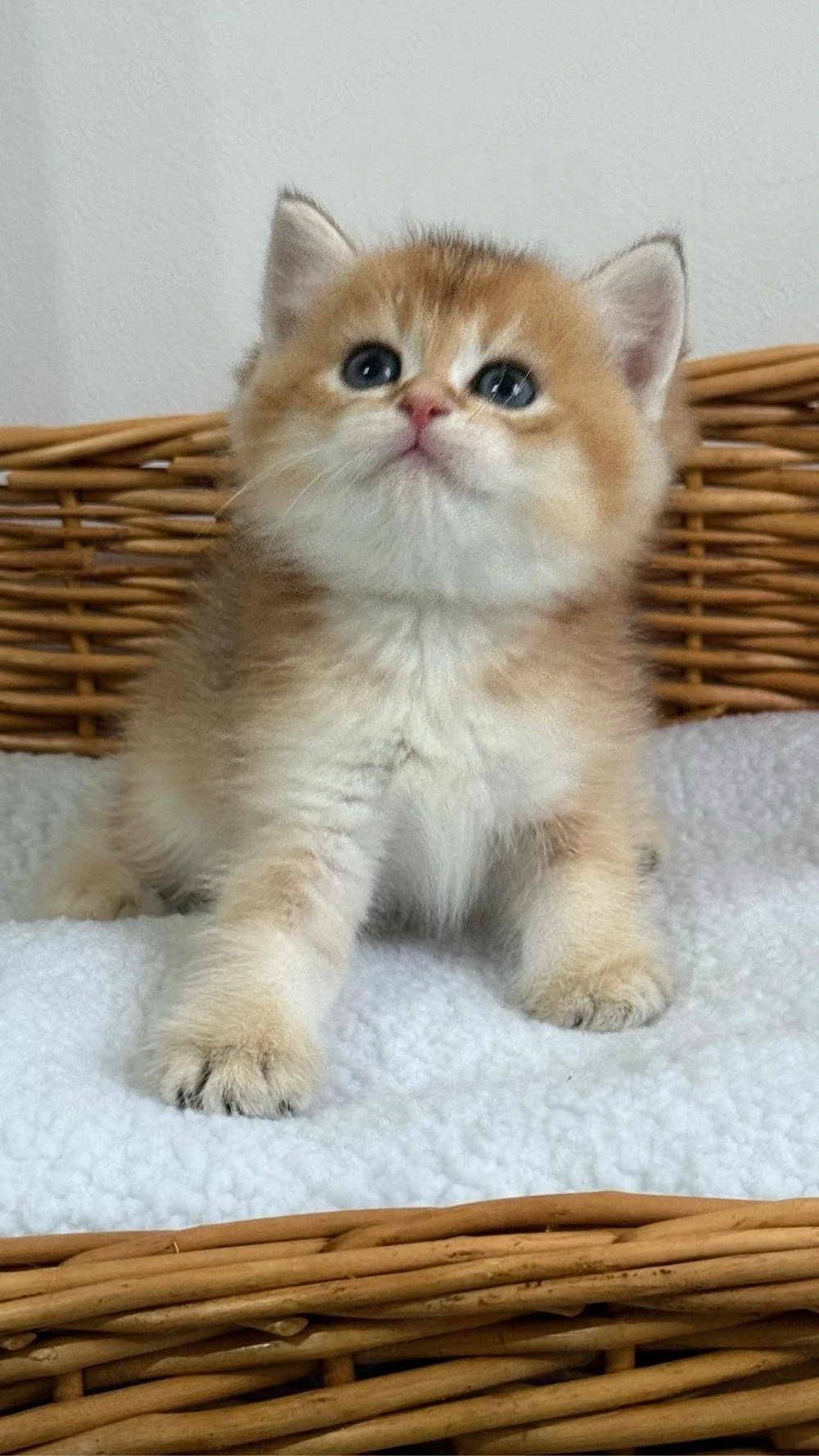 British shorthair - Mascul 