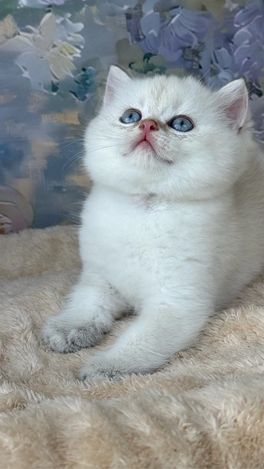 British shorthair - Mascul 