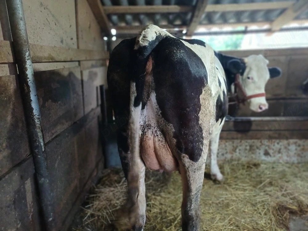Vind vacă de aproape 3 ani cu lapte.