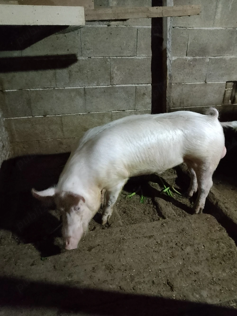 vand schimb vier de carne 