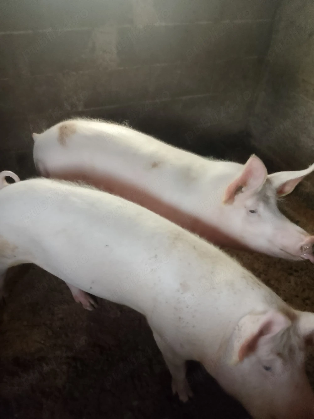 porc crescut cu cereale 
