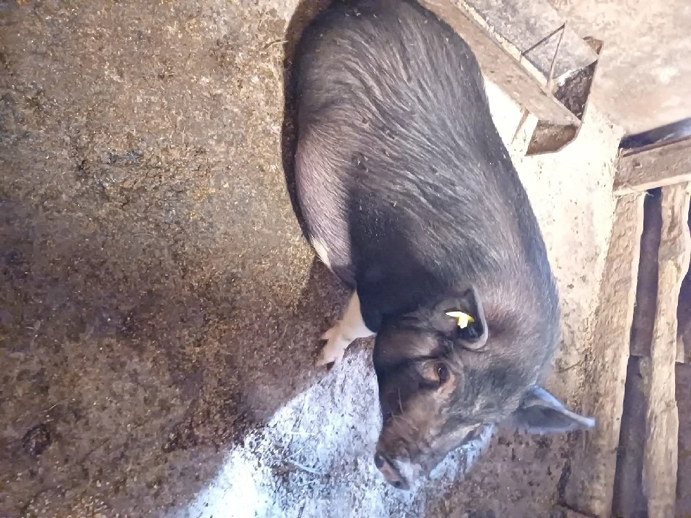 Scroafa vietnameză tânără 