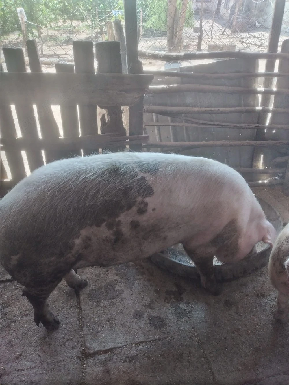 porc vinzare