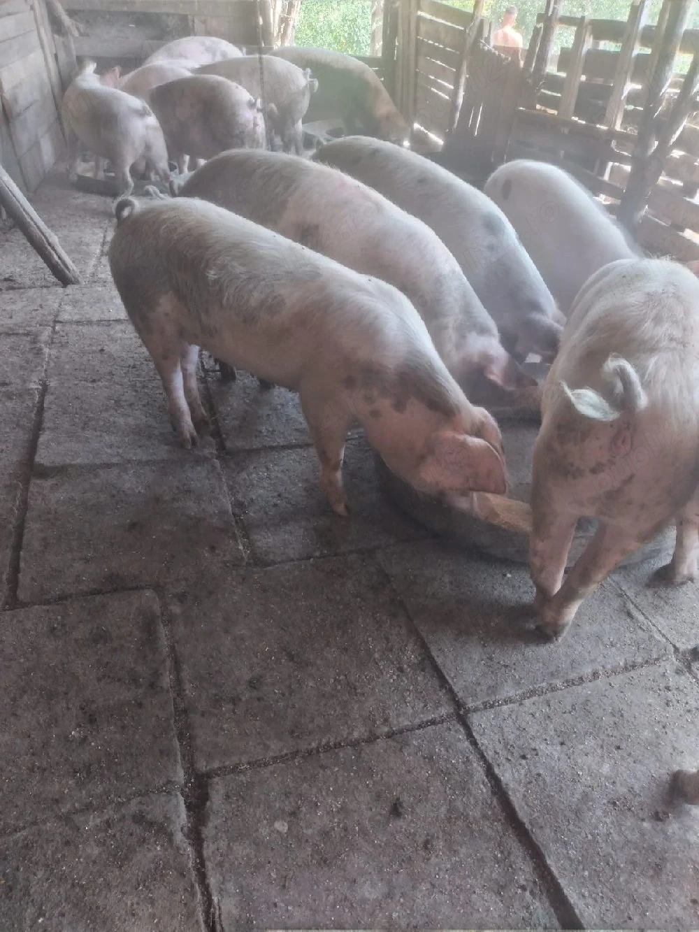 porci pentru craciun