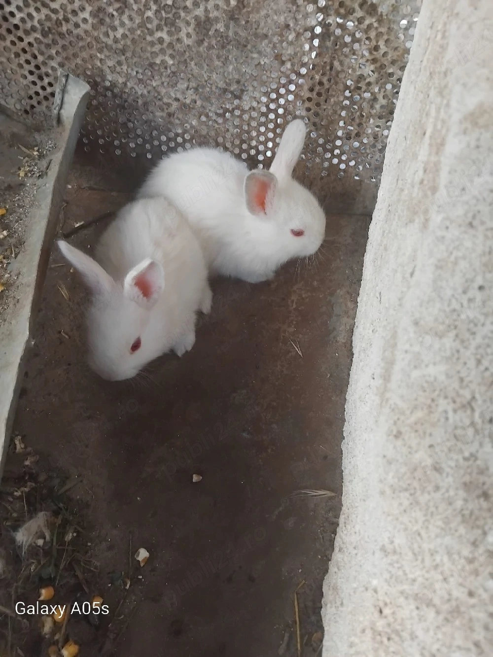 iepurasi mici de vânzare 