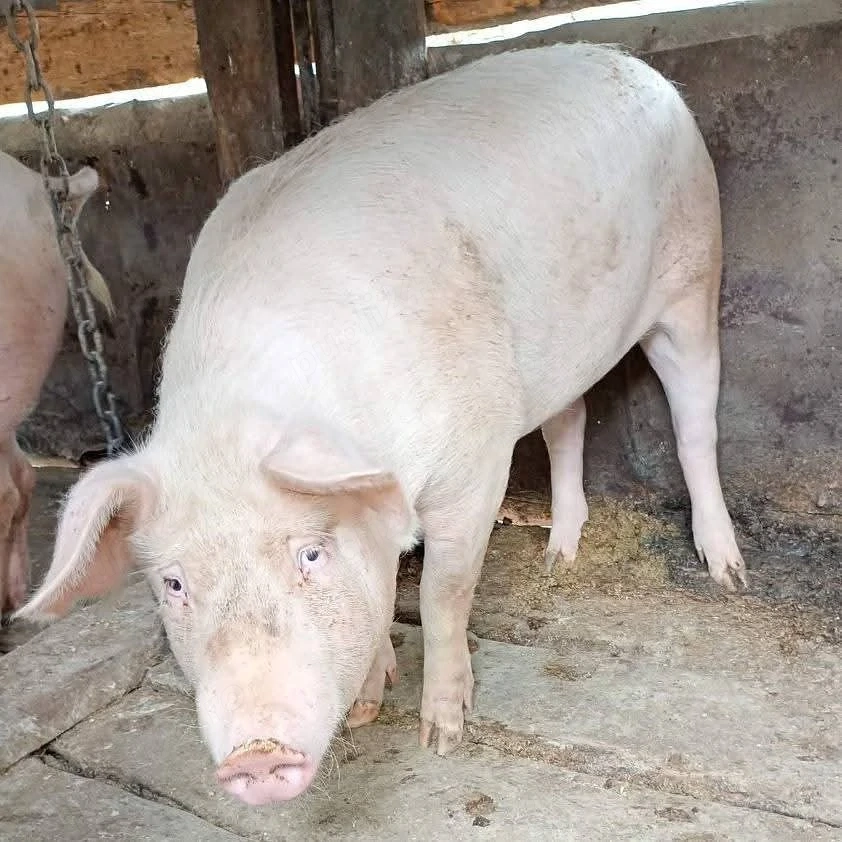 porc pentru sacrificare 