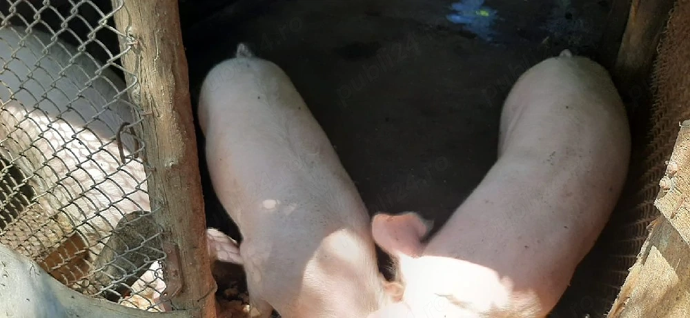 Vand 2 porci si o purcea