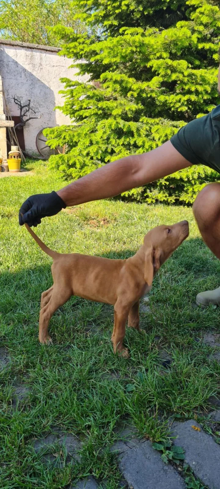 Vizsla Maghiara