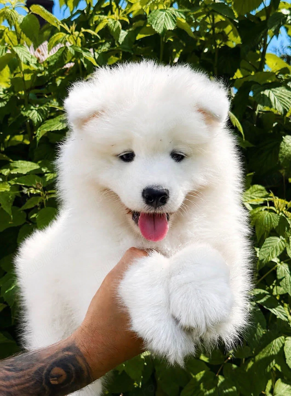 Vand catei caini rasa Samoyed