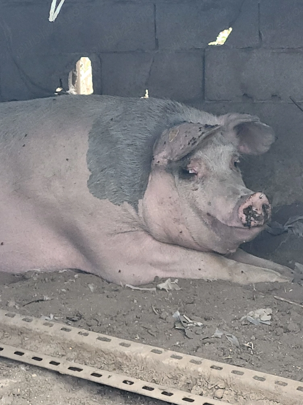 Vand porci crescuti in gospodarie