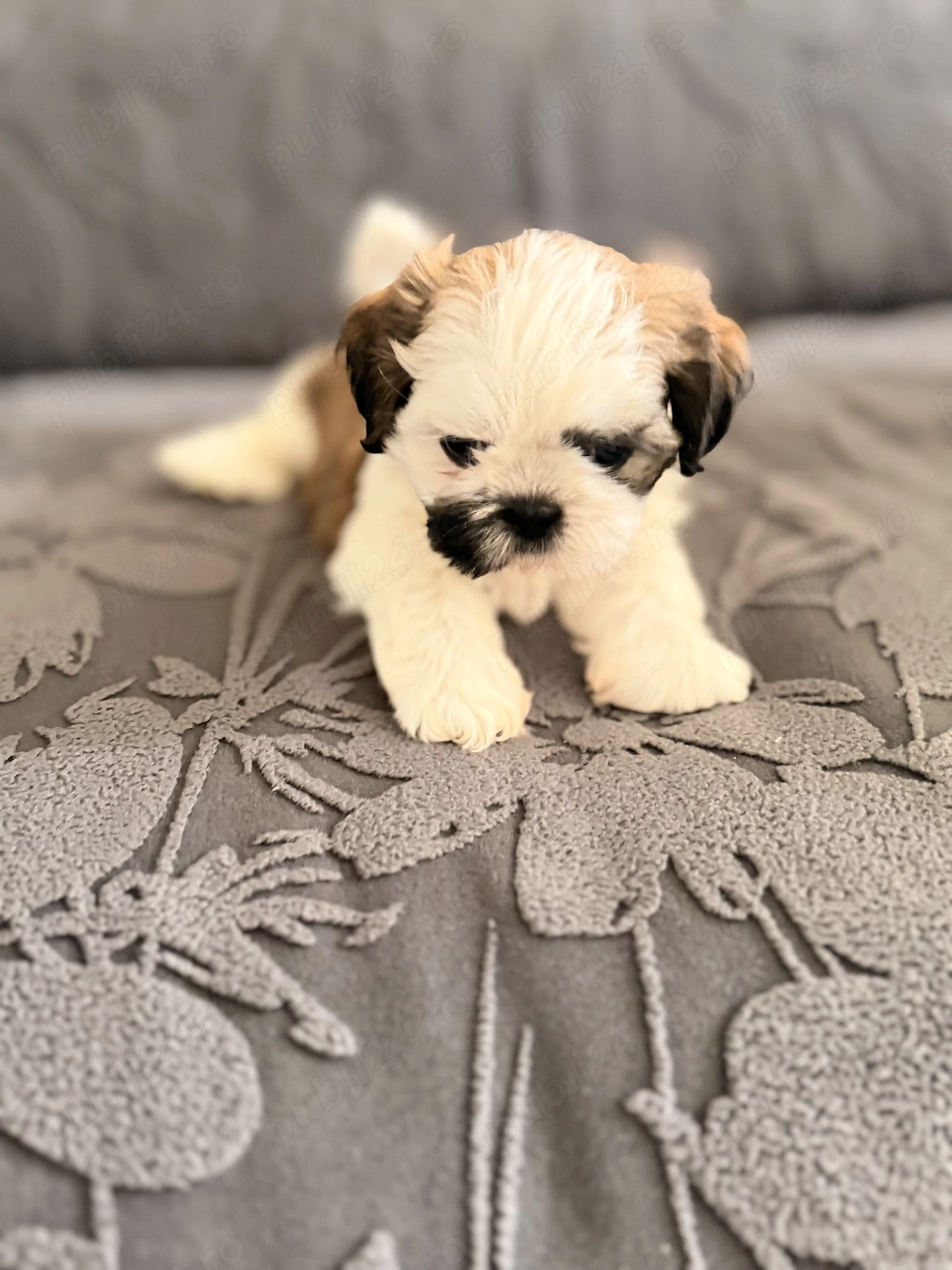  Pui Shih Tzu Superbi    Crescuți în Familie   Sănătoși   Disponibili Acum!