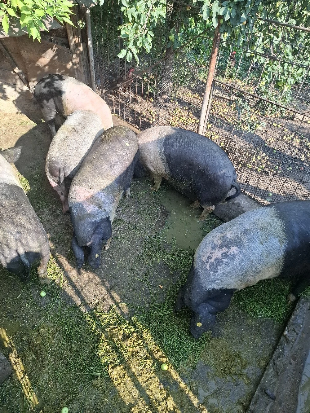 porci bazna 