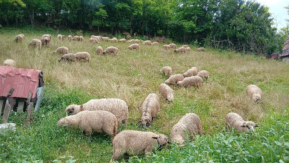 miei de vânzare 