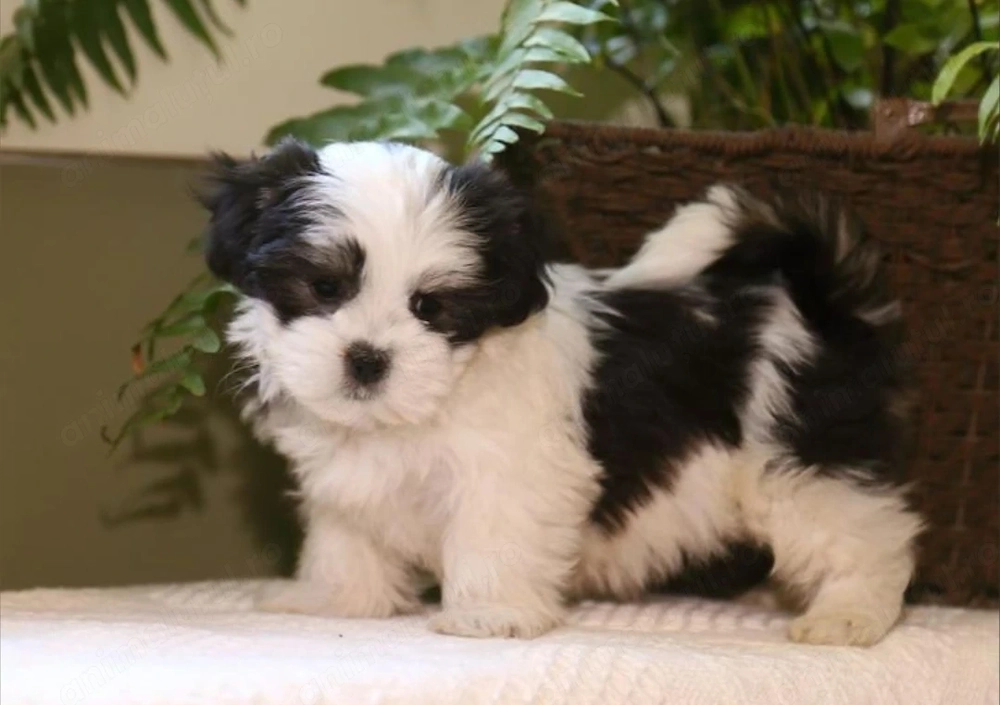 Bichon havanez superbi
