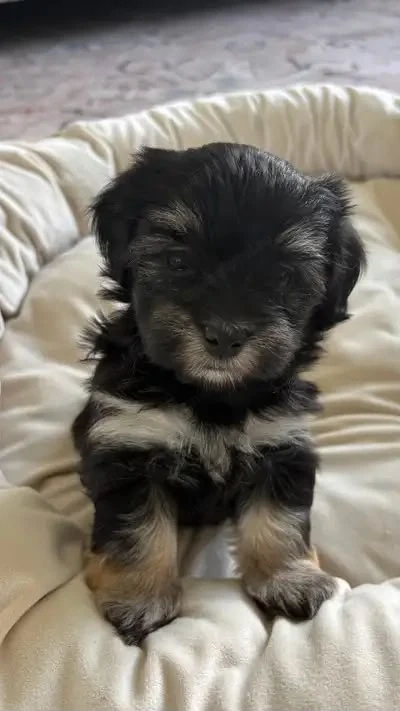 Bichon havanez puiuti