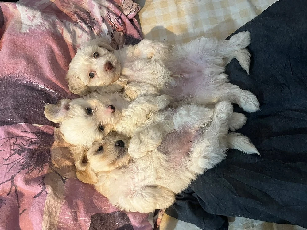 vand bichon maltez 