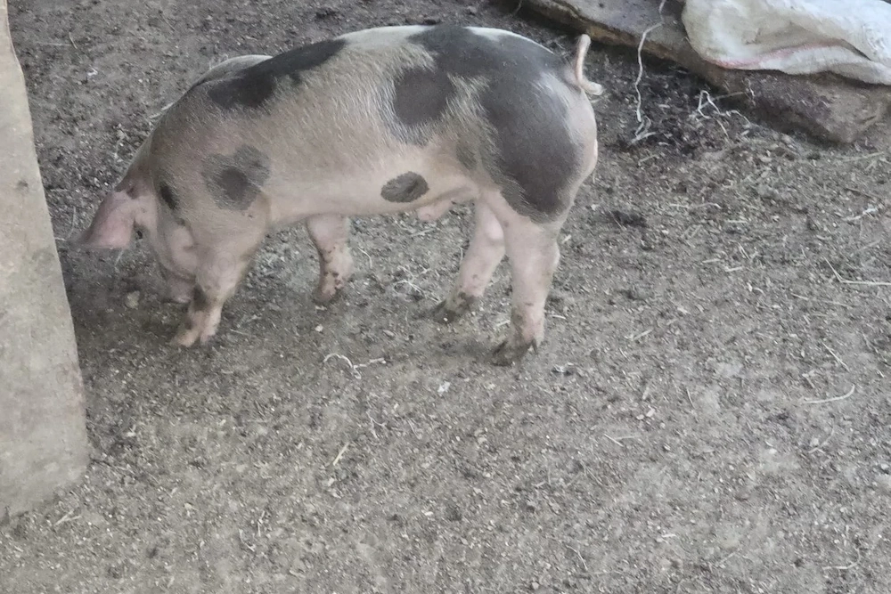 Vând purcei Pietrani 7 saptmani.