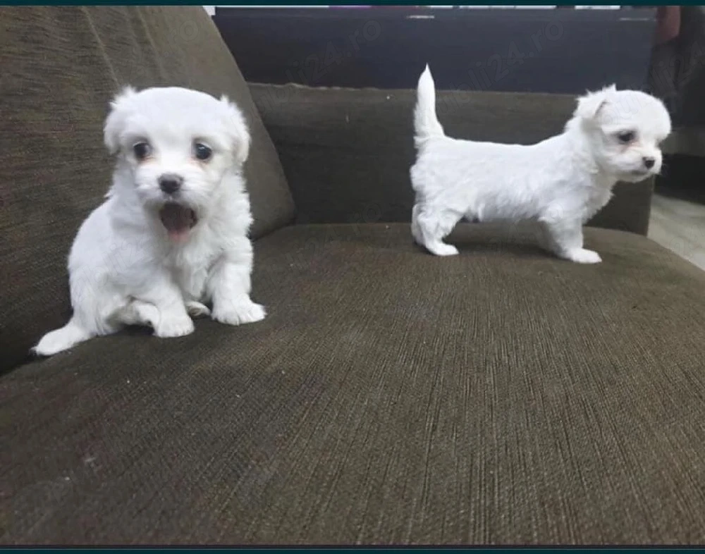 căței bichon,deparazitați, FOARTE jucăuși, talie mică 