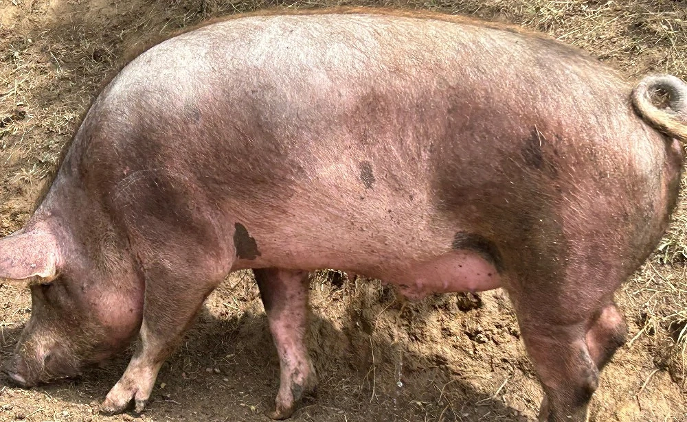 șoldan gras