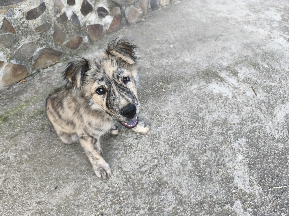 Donez cățelusă vârsta 4 luni,mamă rasa chow