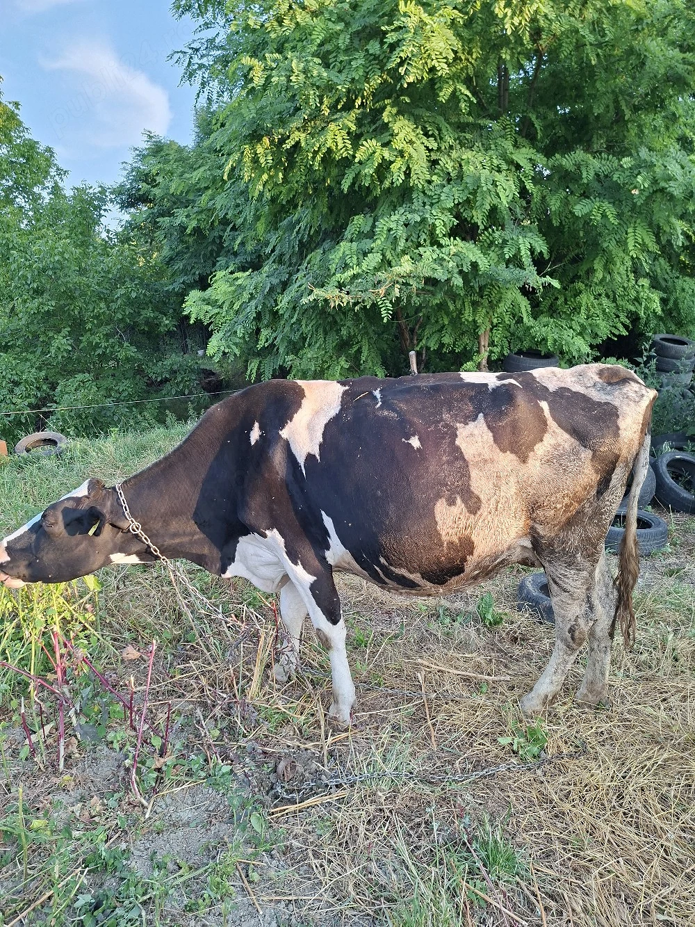 vacă holstein