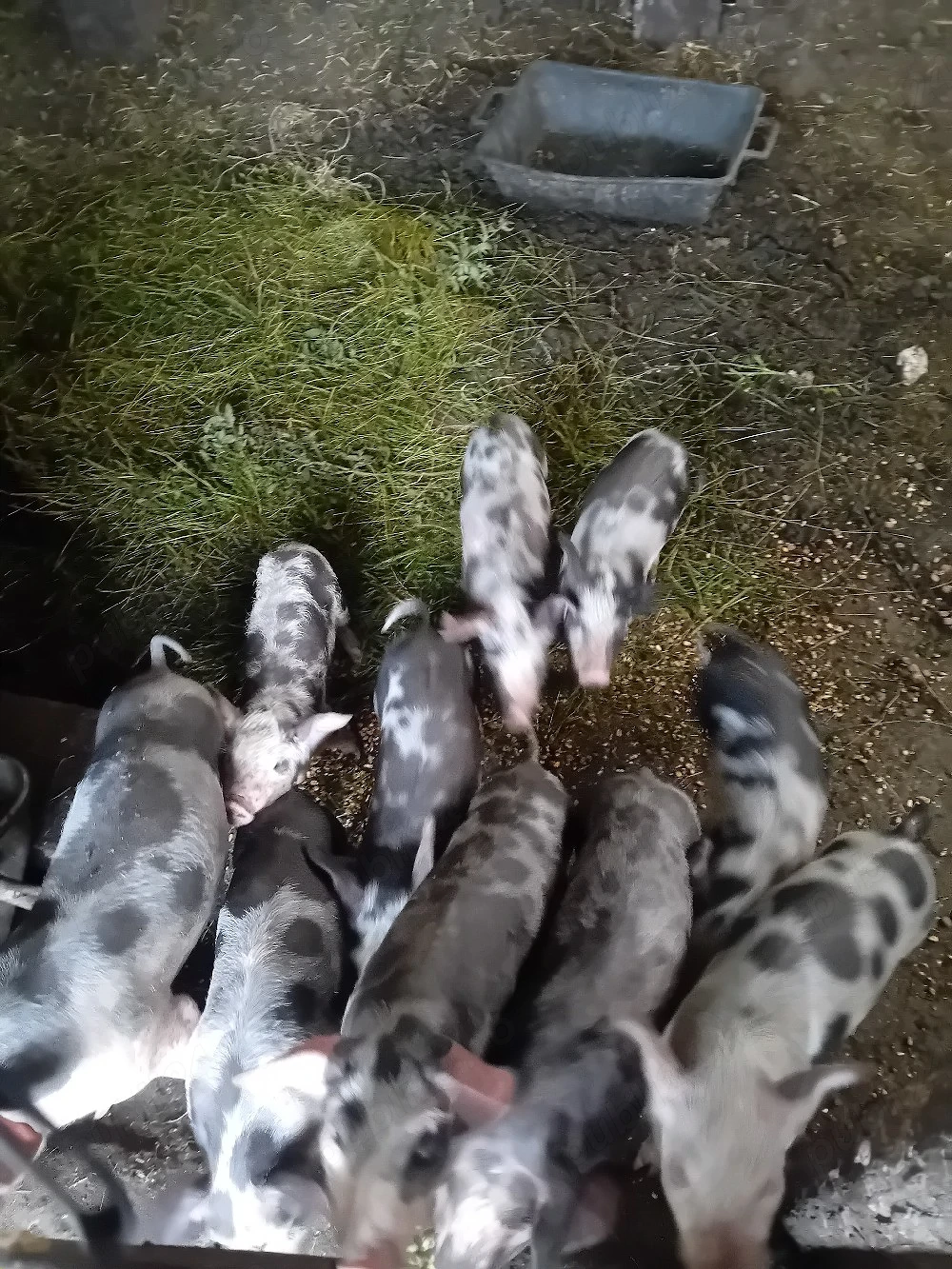 Purcei intarcati, 8 saptamani