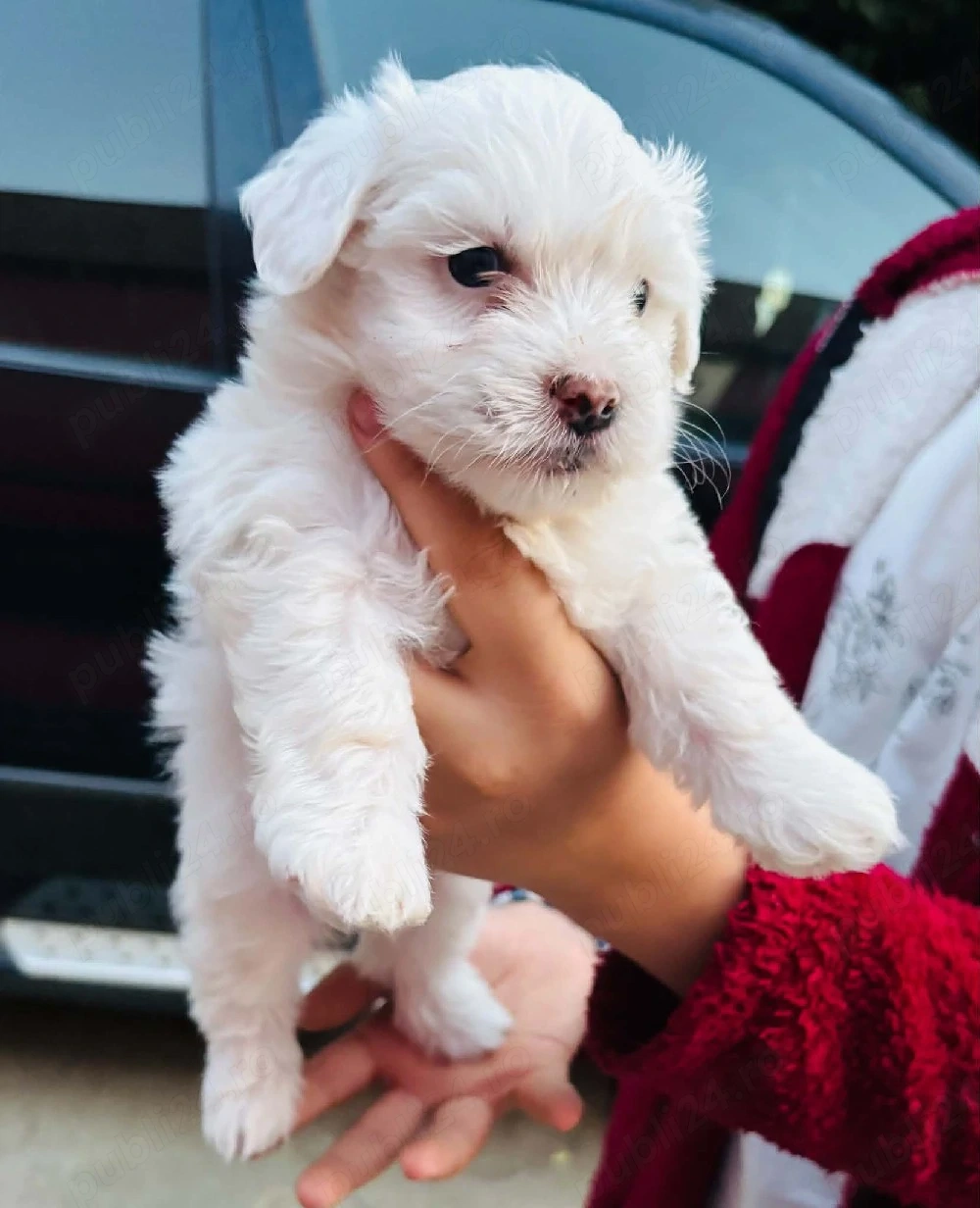 Căței bichon maltez de vanzare. 