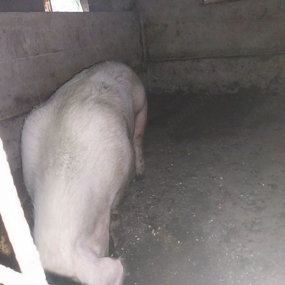 Porc de taiat