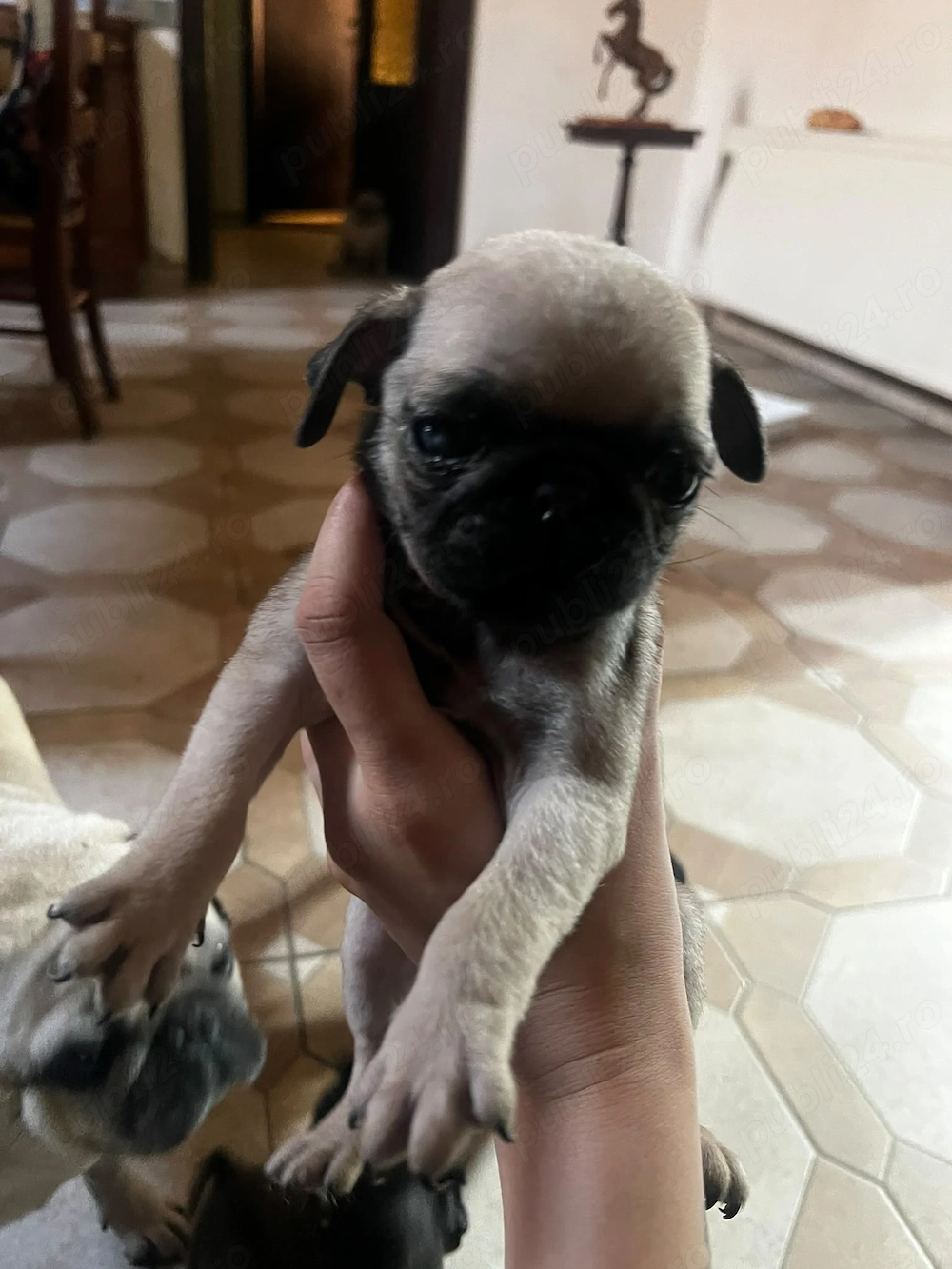 Vand pui pug mops carlino