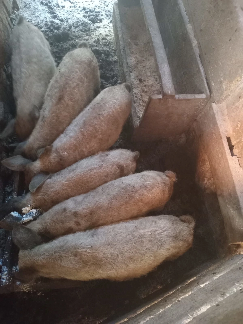 Vând purcei mangalița !!!