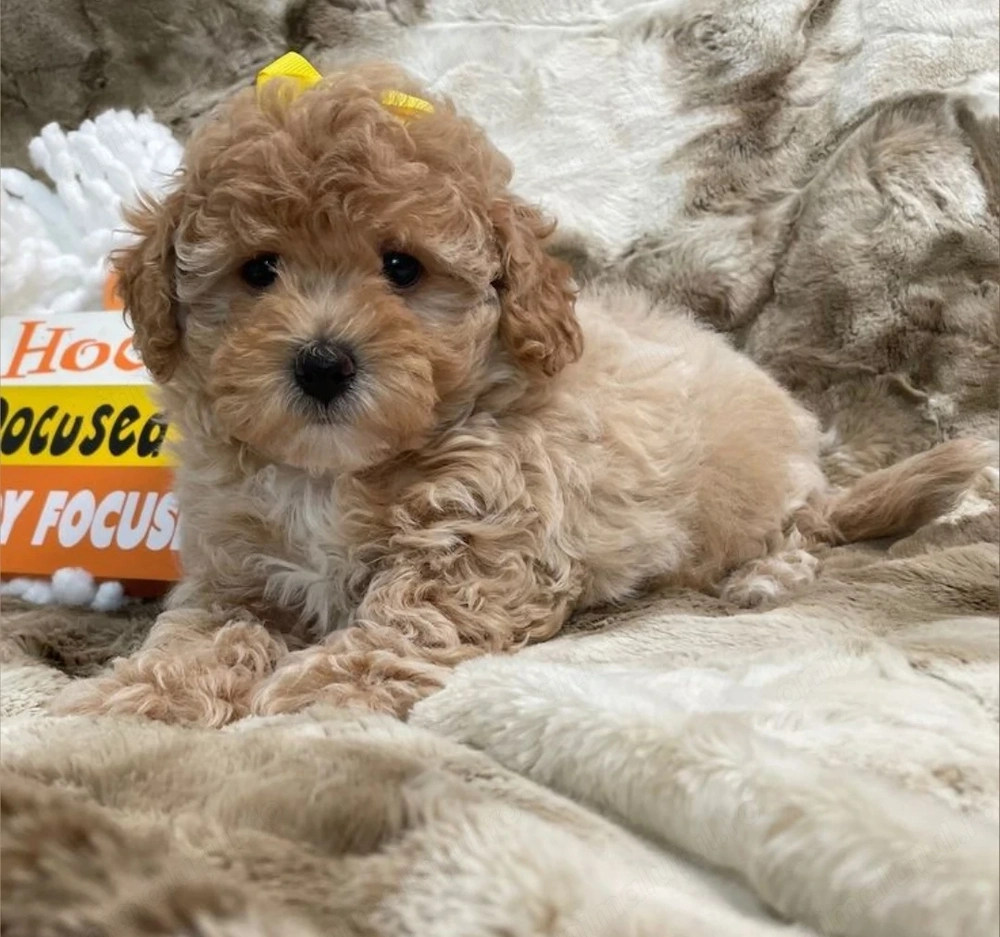 Caniche pudel poodle