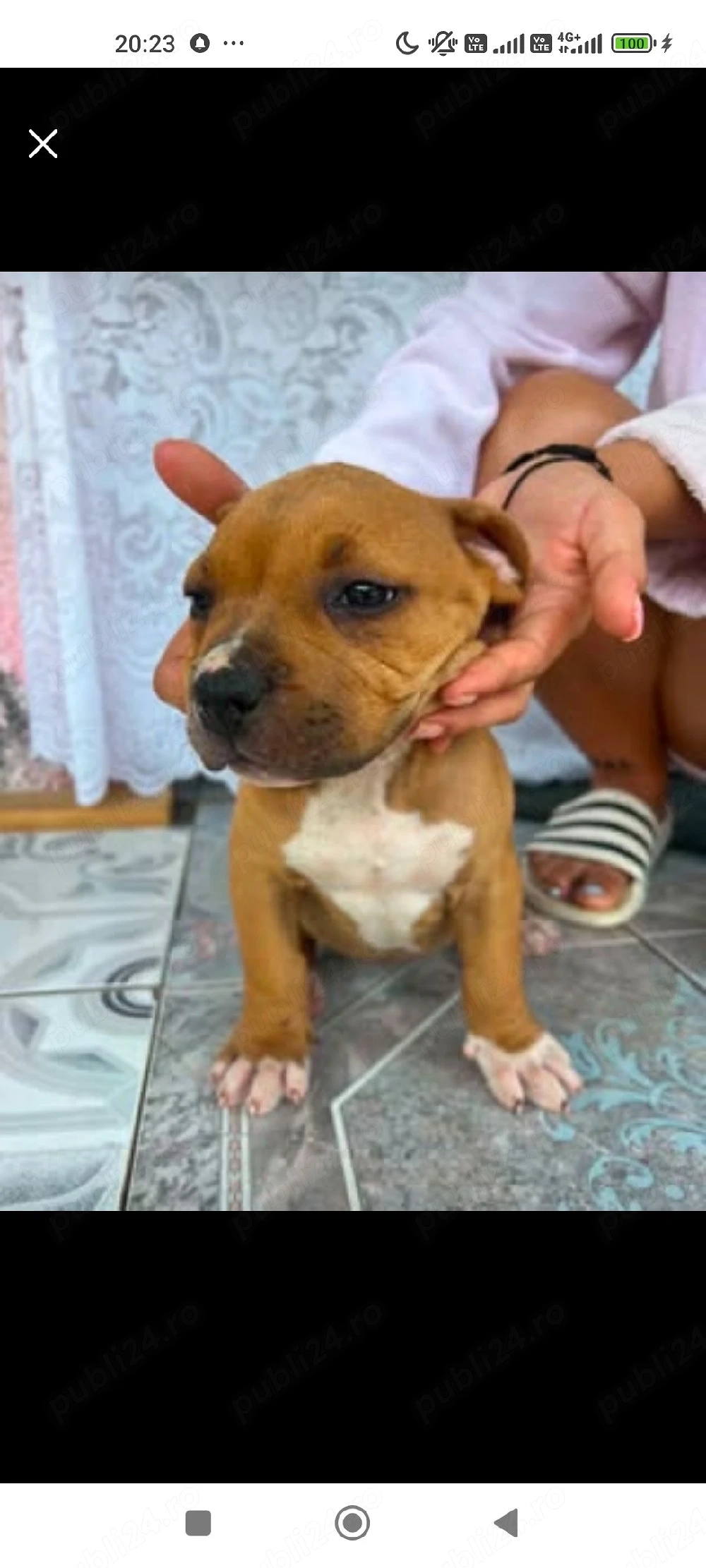 American Bully Puii