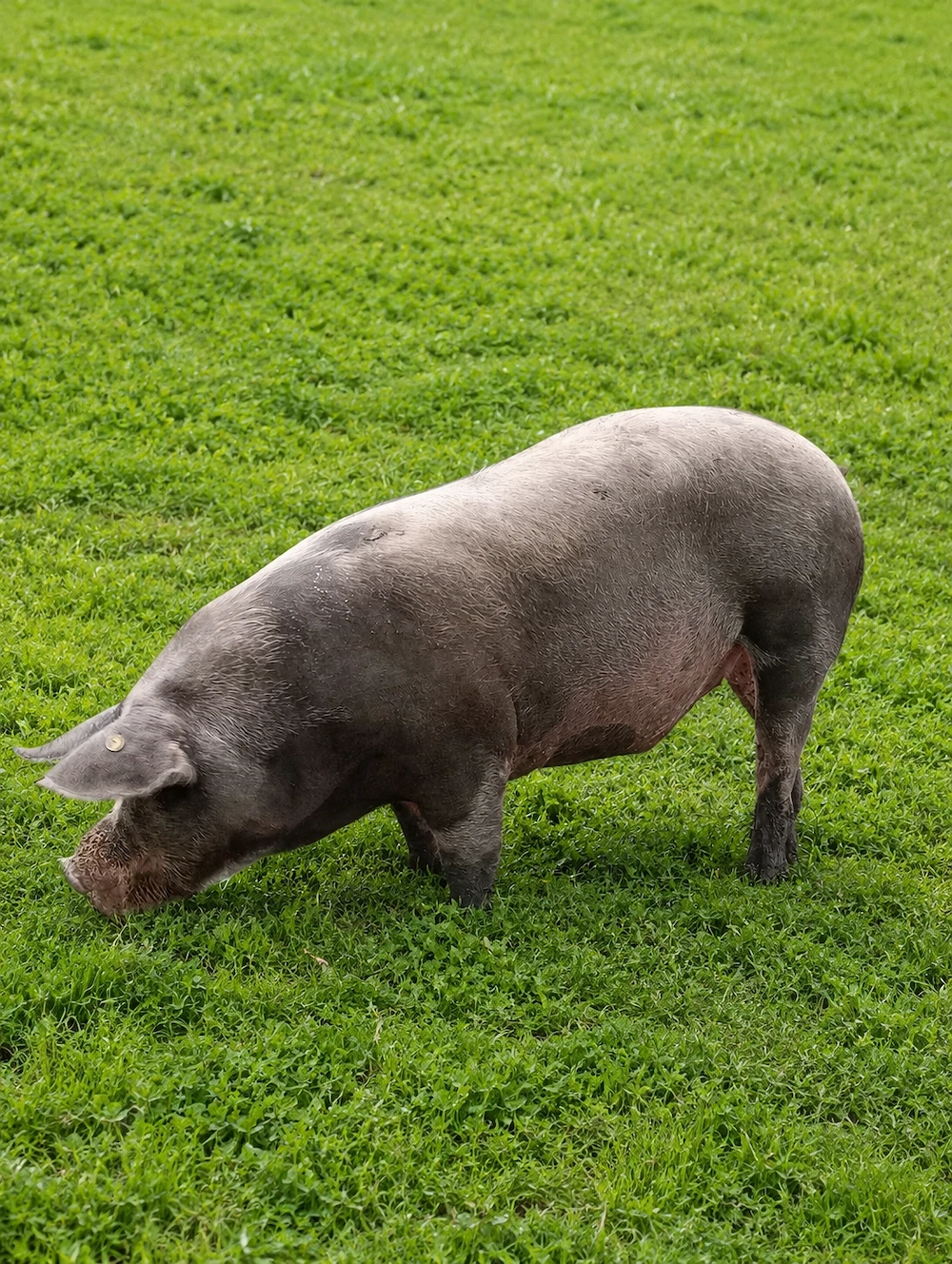 Porc de vânzare 