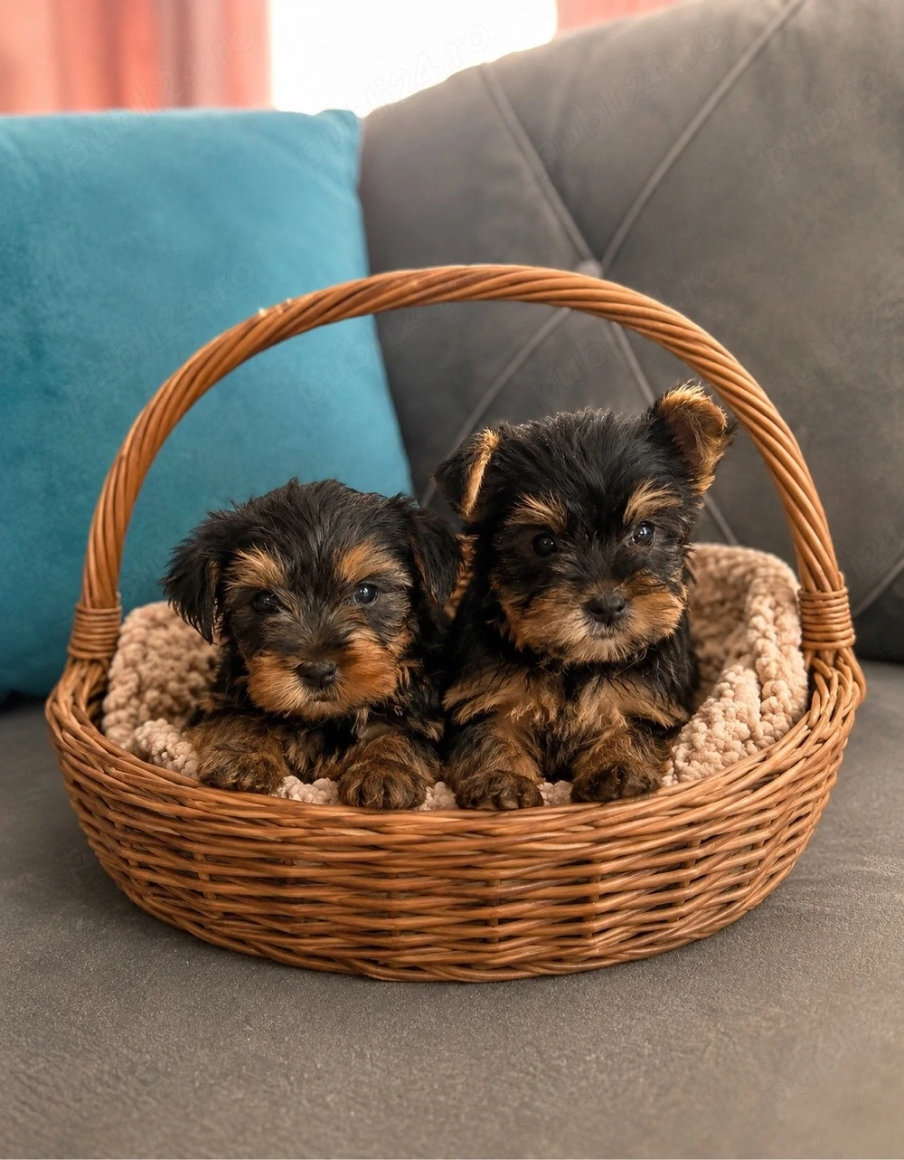 Yorkshire Terrier Dolj