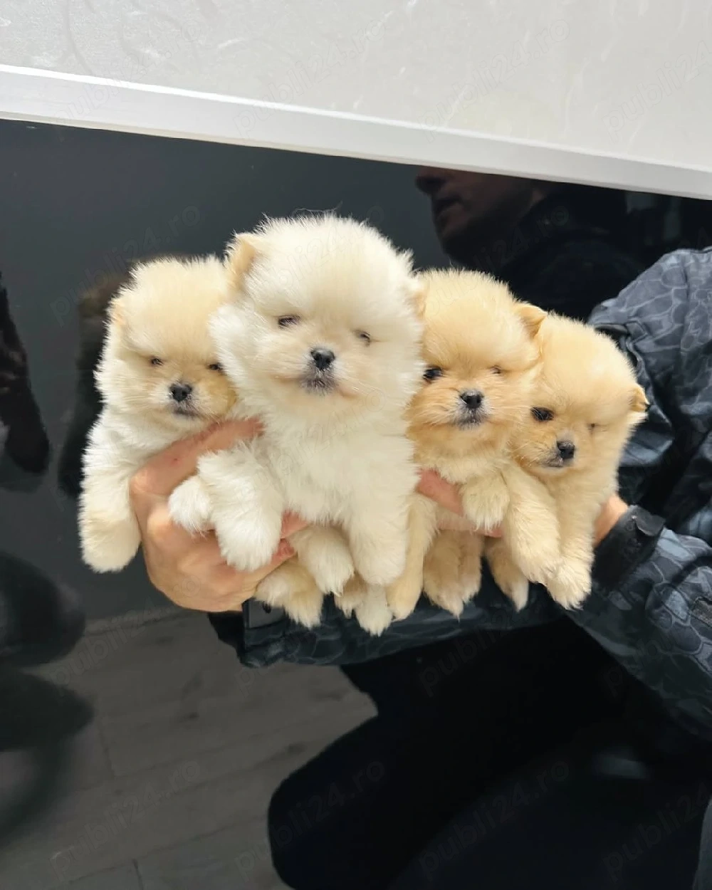 Veniți să vedeți puii noștri de Pomeranian, drăguți, pufoși și sănătoși