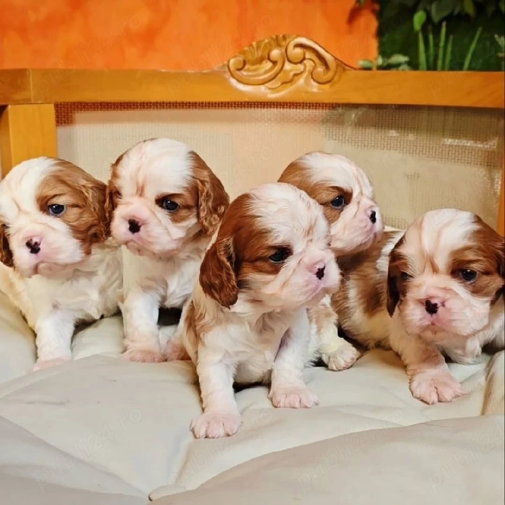 Cine are nevoie de un cățeluș din rasa Cavalier King Charles?