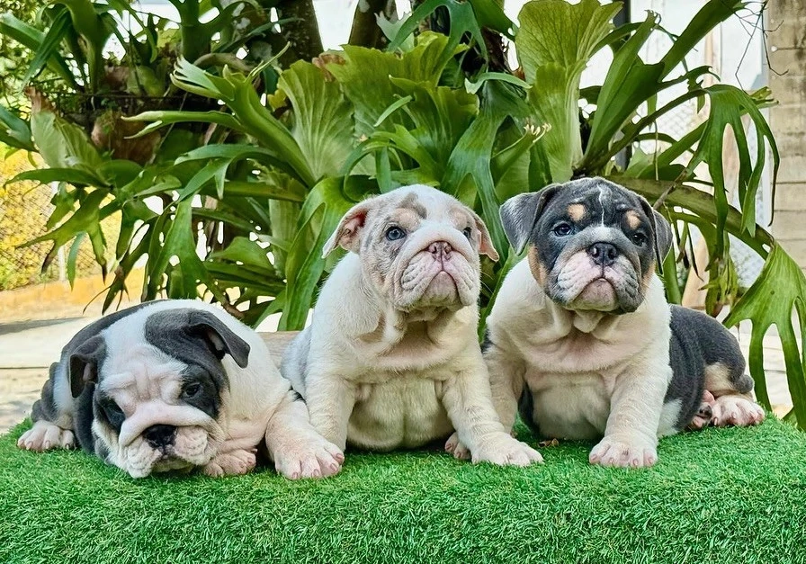Aruncați o privire la acești pui de bulldog englez incredibil de frumoși și sănătoși