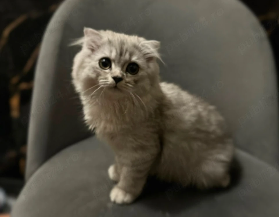 Scottish Fold Longhair