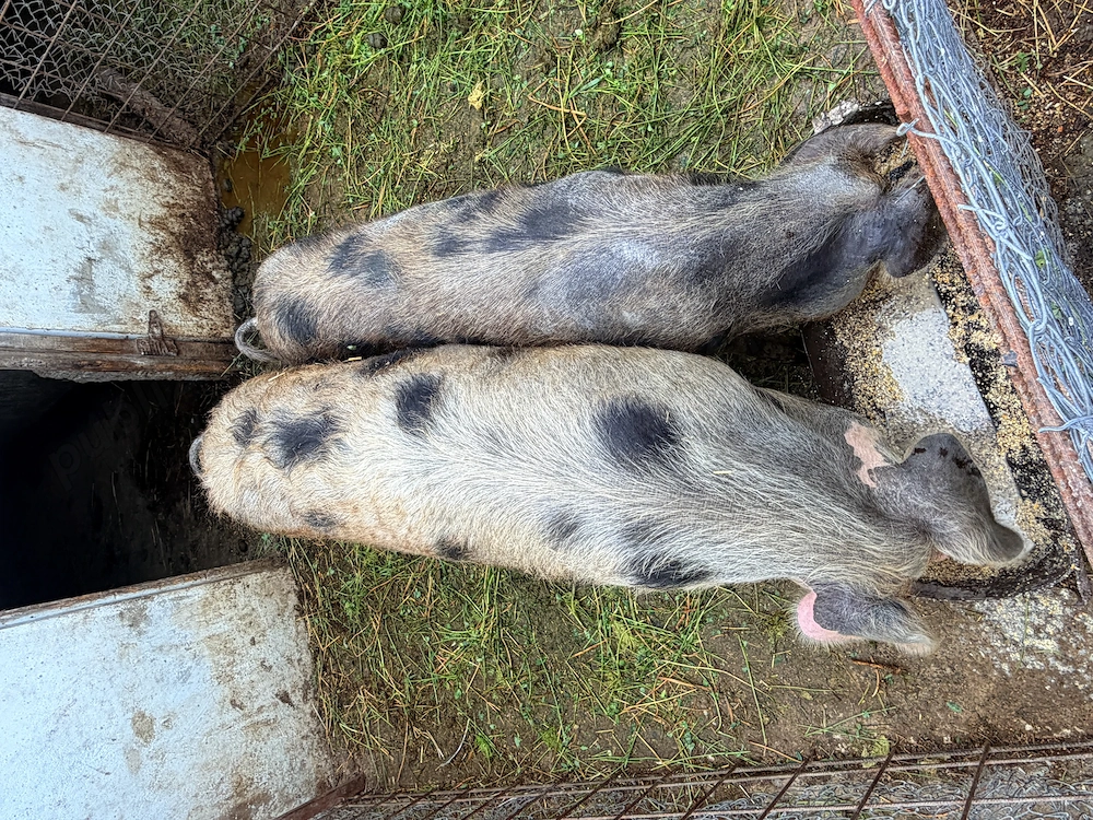 Vand porci de casa