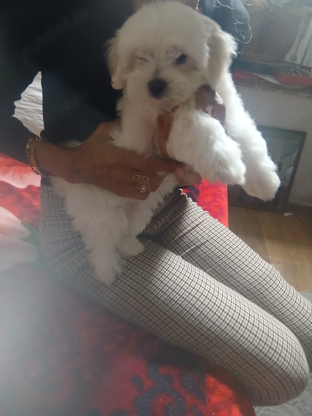 fetita bichon