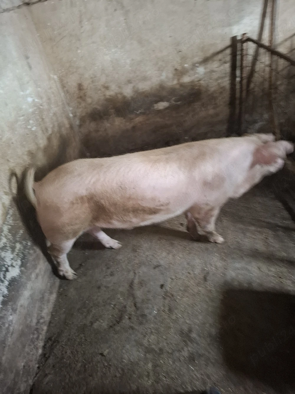 vier de vanzare 