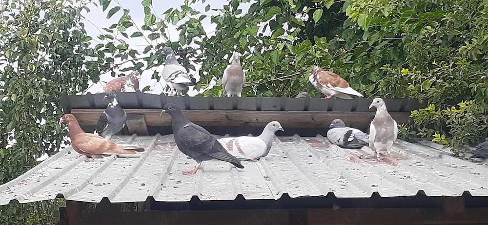 50 Porumbei la pret imbatabil.