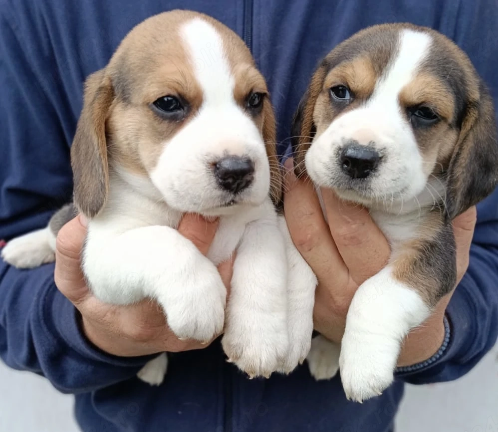 Beagle tricolor